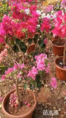 高度110厘米三角梅