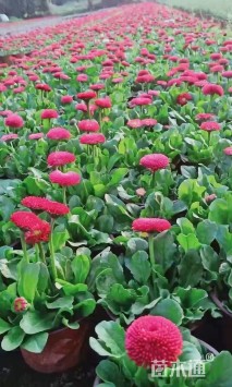 高度30厘米雏菊