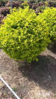 高度100厘米金叶假连翘球