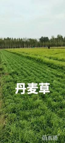 高度35厘米丹麦草