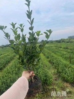 高度55厘米大叶黄杨