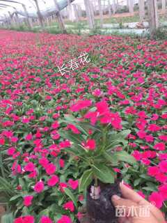 高度20厘米长春花