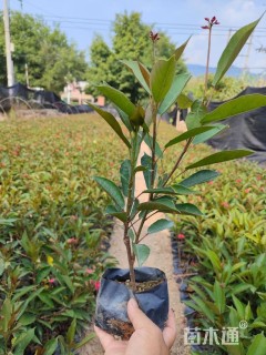 高度25厘米琴叶珊瑚