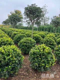 高度100厘米金森女贞