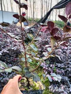 高度30厘米红花继木