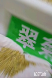 翠菊种子翠菊种子