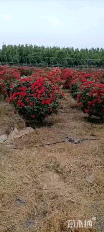 高度120厘米月季