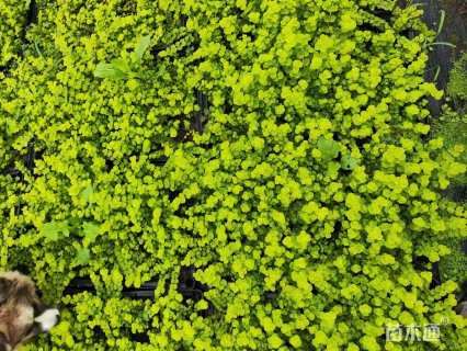 高度1厘米过路黄