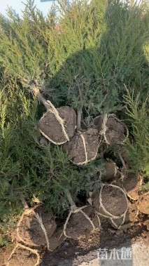 高度60厘米塔柏