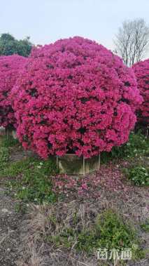 冠幅200厘米三角梅球