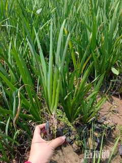 高度20厘米鸢尾