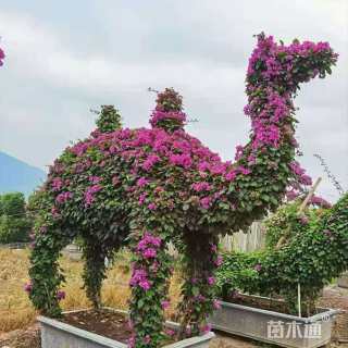 高度80厘米狗牙花