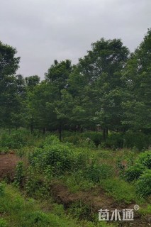 13公分美国红枫