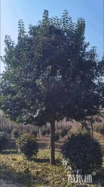 18公分大叶女贞