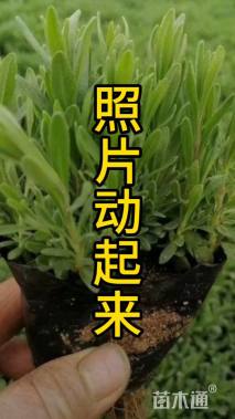 高度20厘米薰衣草