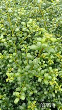 高度30厘米龟甲冬青