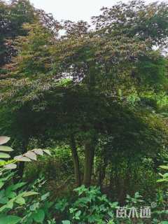 高度150厘米羽毛枫