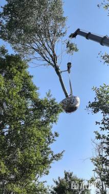 20公分高杆紫薇