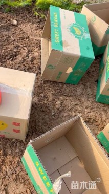 高度15厘米粉黛乱子草