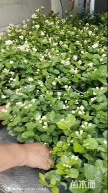 高度30厘米茉莉花