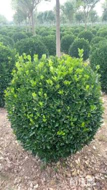 冠幅50厘米大叶黄杨球
