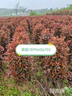 25公分(3杆)丛生蓝花楹