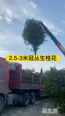 高度250厘米丛生桂花