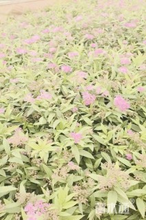 高度30厘米绣线菊