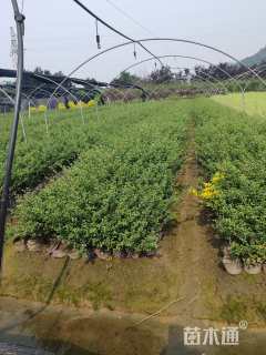 高度30厘米龟甲冬青