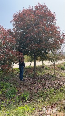 15公分红叶石楠