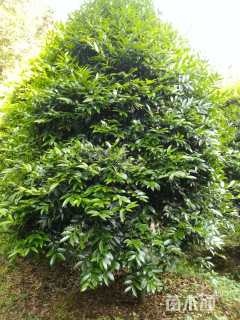 12公分竹柏