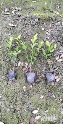 高度20厘米茶梅小苗