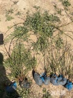 高度80厘米迎春花