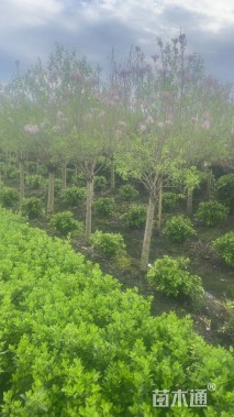 高度220厘米丁香