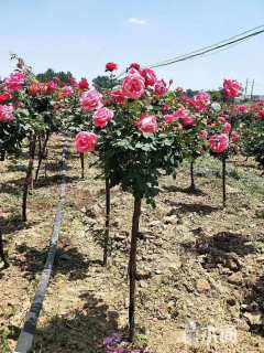 高度130厘米月季