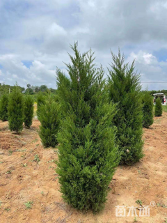 高度150厘米塔柏