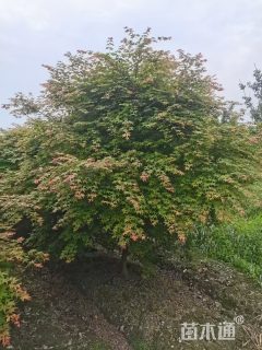 12公分日本红枫