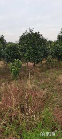 高度220厘米茶花