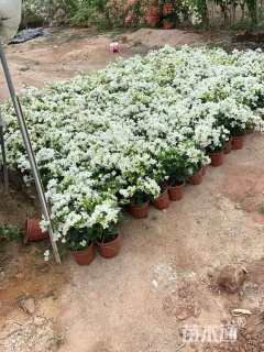 高度30厘米白雪公主三角梅