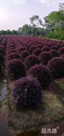 冠幅100厘米红花继木球