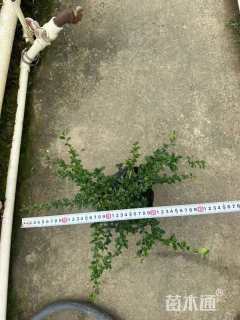 高度31厘米福建茶