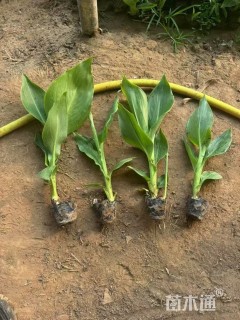 高度20厘米美人蕉