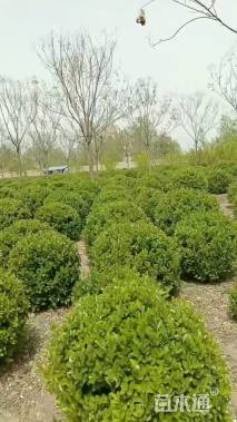 冠幅50厘米卫矛球