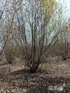 高度500厘米丛生三角枫