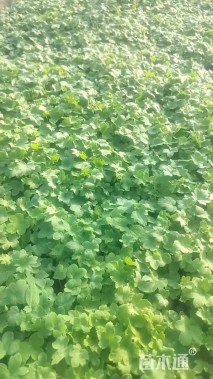 高度8厘米飞燕草