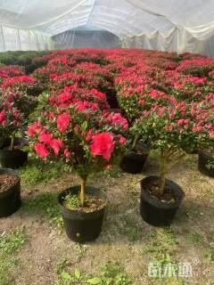 冠幅120厘米杜鹃球