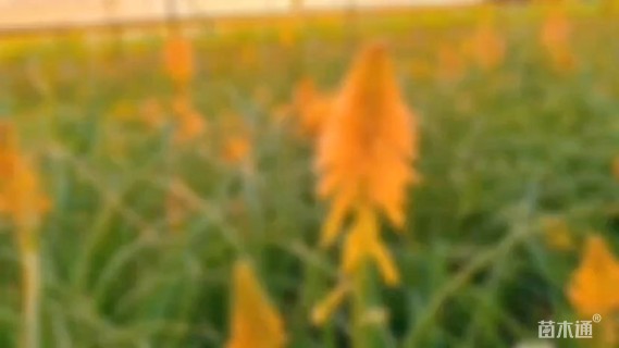 高度80厘米火炬花