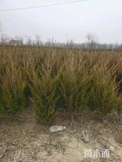 高度80厘米河南桧