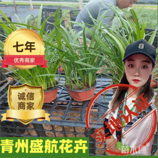 高度20厘米蛇鞭菊