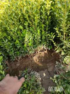 高度60厘米小叶黄杨